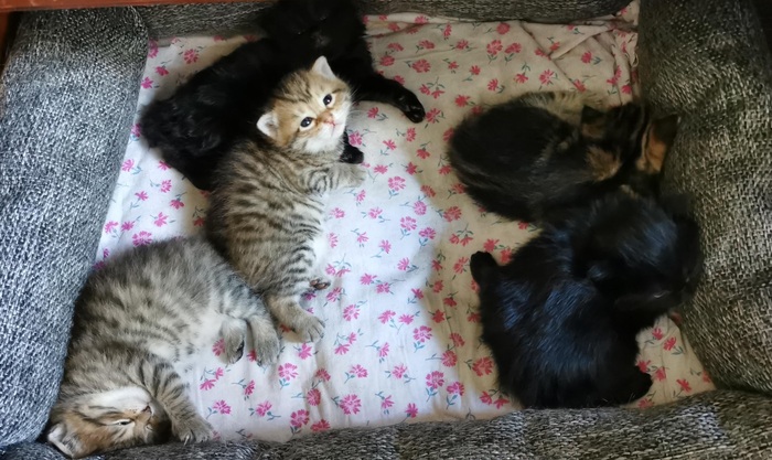 Не мешай! | Пикабу