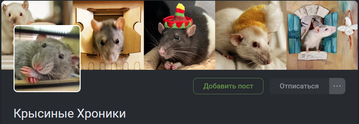 Крысофото месяца (июль): принимаем заявки!