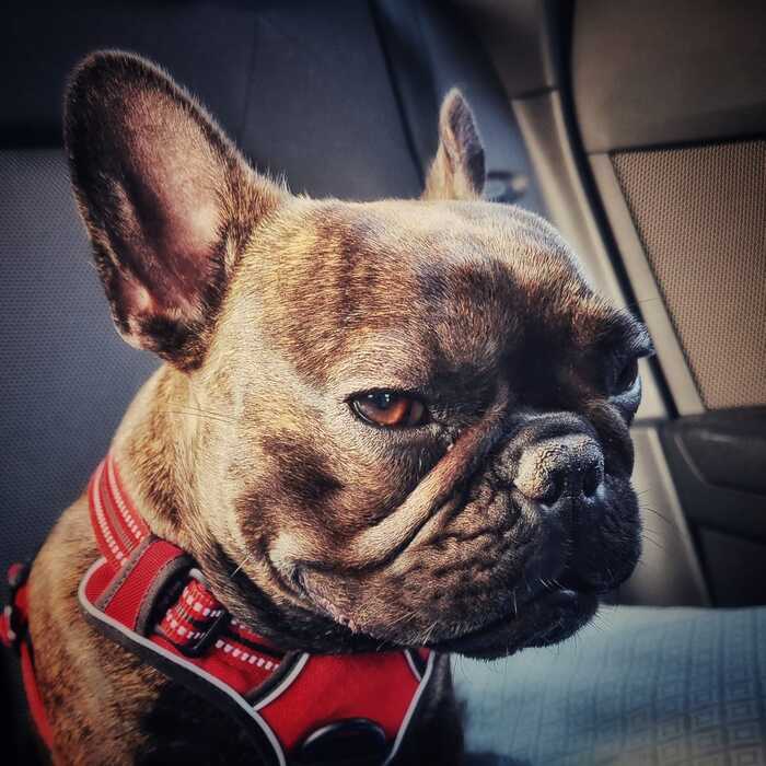 Портрет француженки