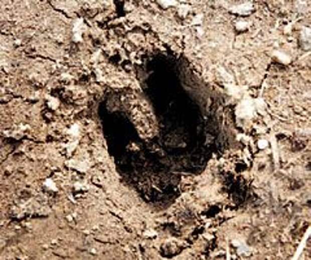 ����� ������������� �������