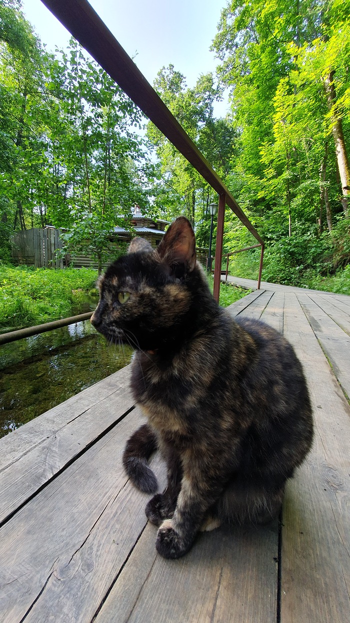 Православный котик