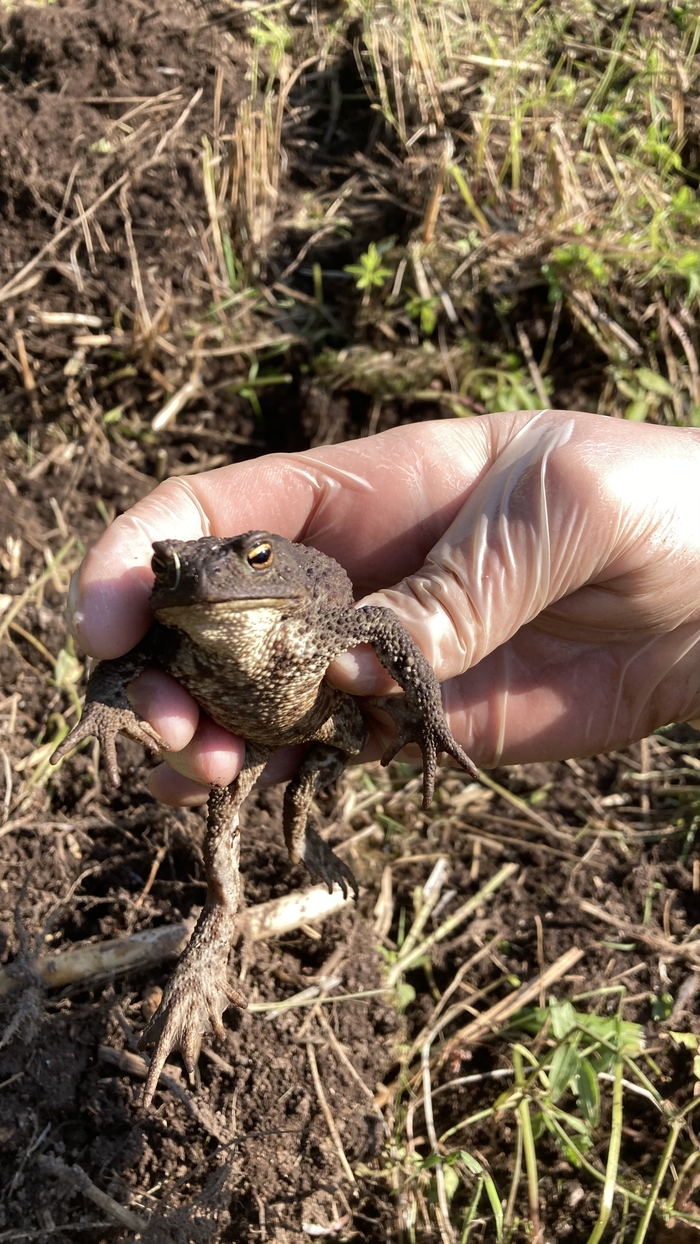 С днем среды, мои чуваки!
