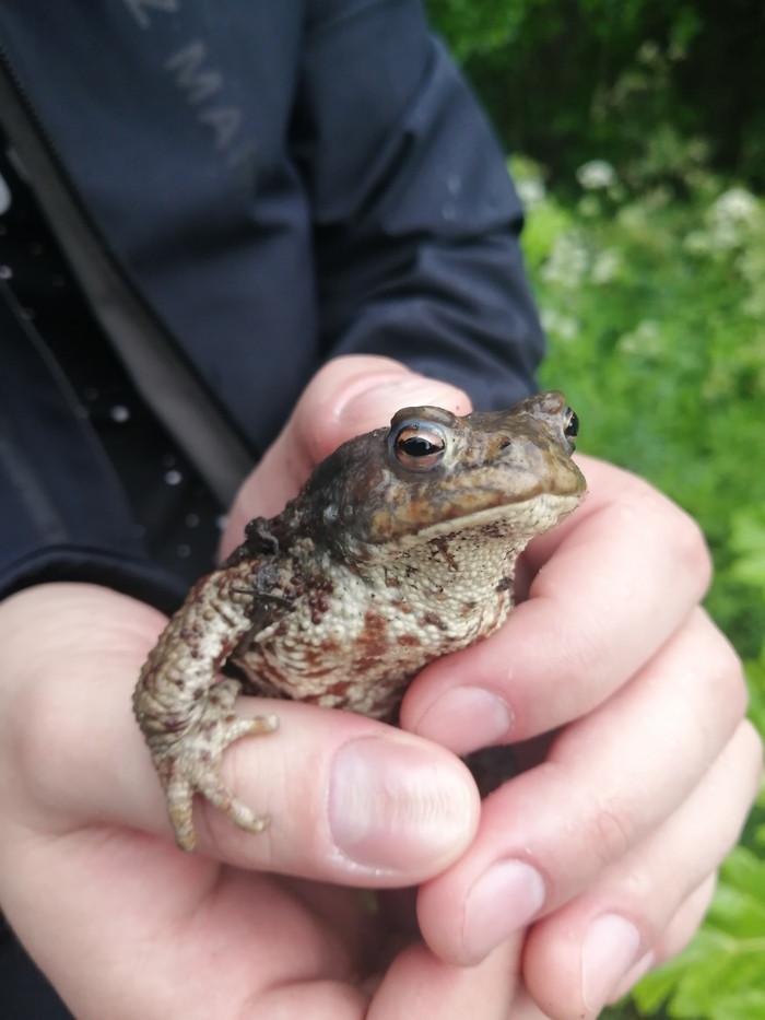 Среда, чуваки!