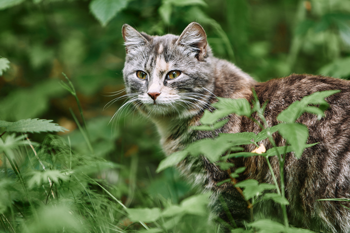 ������ ���