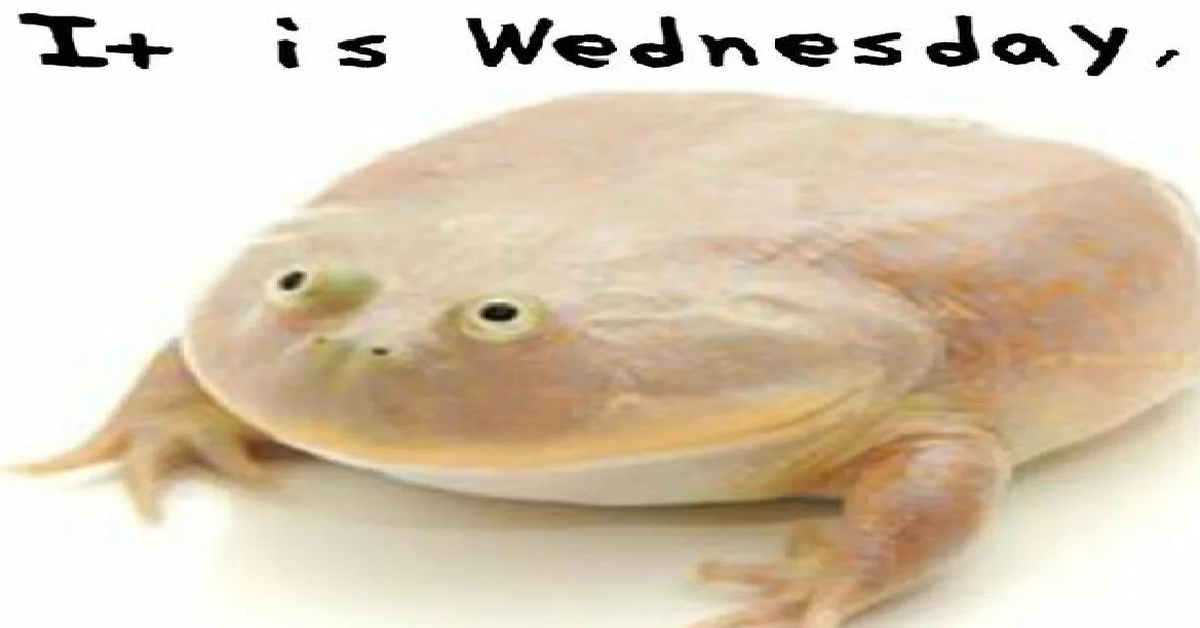 It is wednesday my dudes. Лягушка its Wednesday my dudes. Лягушка среда. Its Wednesday my dudes Мем. It is Wednesday my dudes жаба.