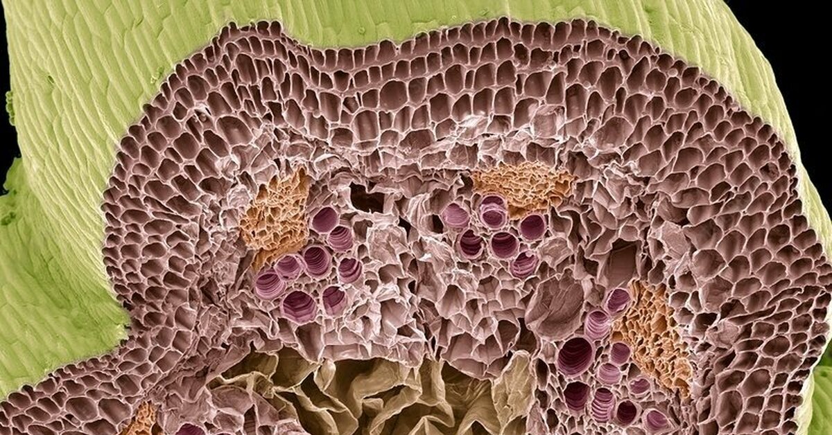 Хорошо развита воздухоносная ткань. Воздухоносная ткань растений микроскоп. Воздухоносная паренхима. Паренхима микрофотографии. Аэренхима ткань растений.