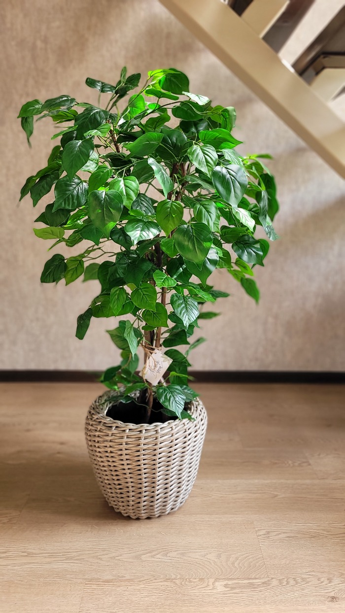 Искусственная эпипремна