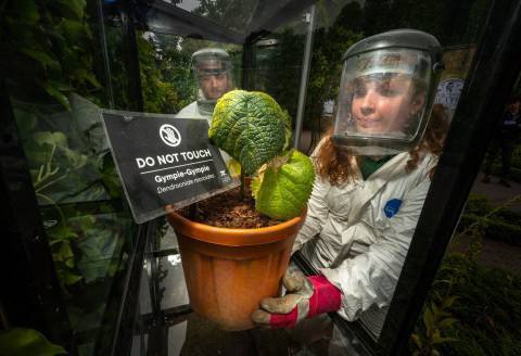 Самое страшное растение в мире, привезли в Великобритании | Пикабу