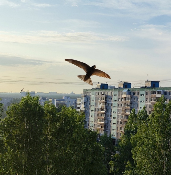 Стрижи за моим окном Стриж, Рассвет, Полет, Птицы, Мобильная фотография, Длиннопост