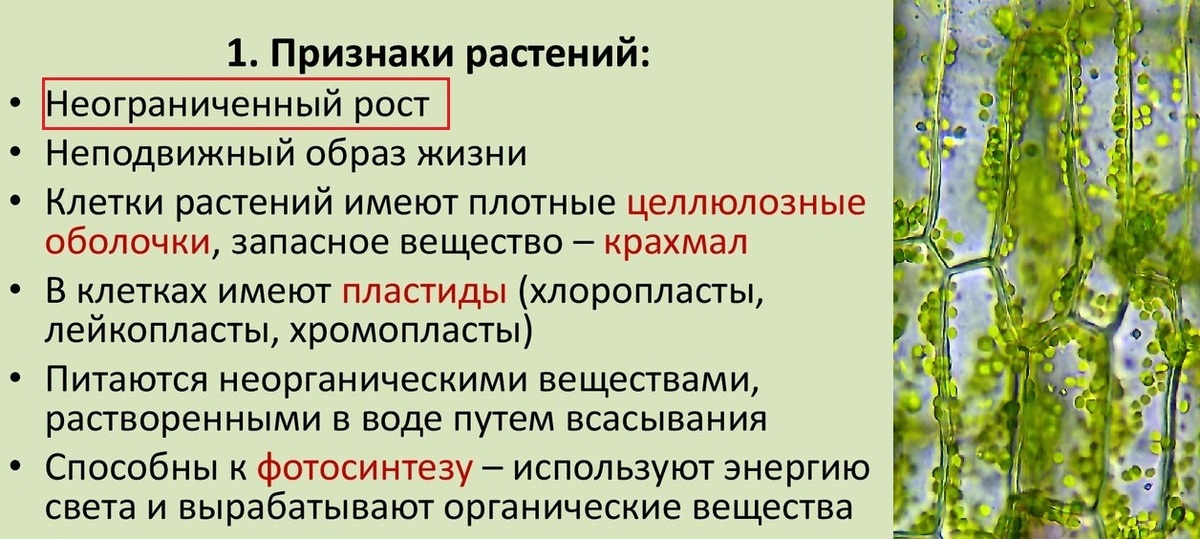 Почему растения клонируются легче животных. Неограниченный рост растений. Клонирование растений биология. Клонирование растений ЕГЭ. Как клонировать растение в домашних условиях.