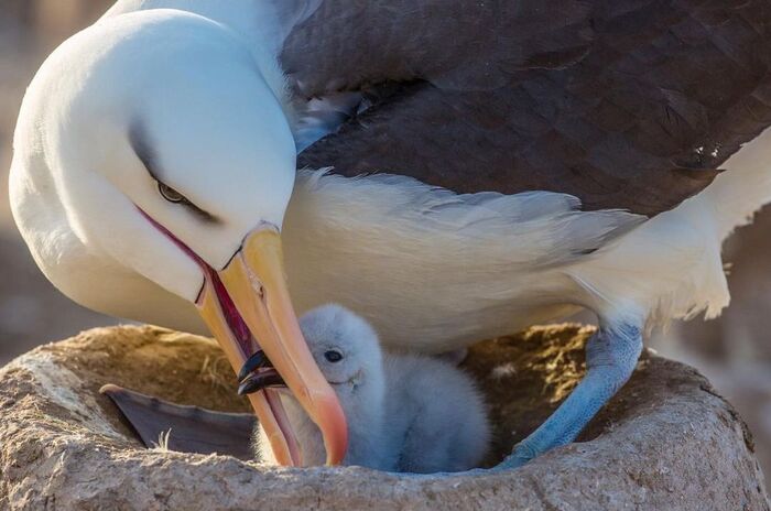 Самец альбатроса с птенцом