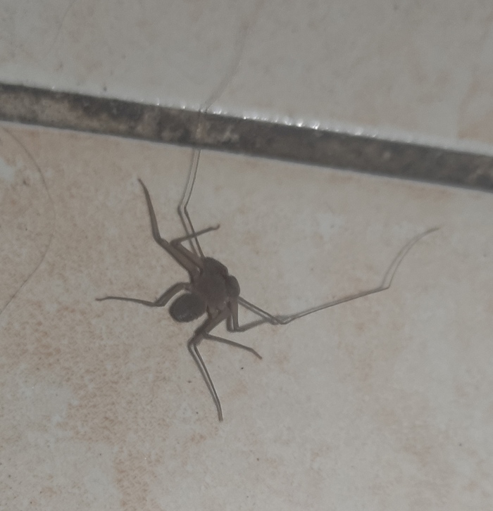 Господа, что за животное в моей сральне?