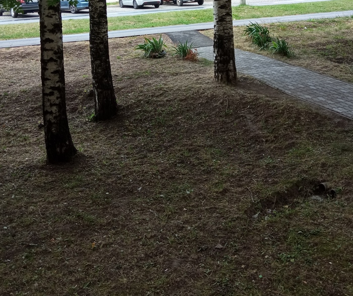 Побрили газон