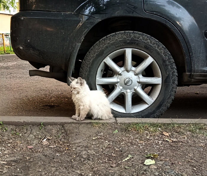 ���� ��� ������