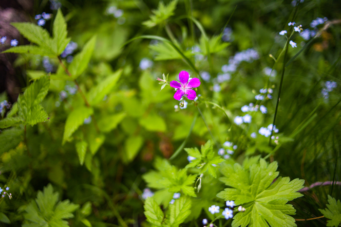 Лесные цветы | Пикабу