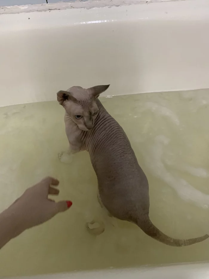 Купание лысых котов Кот, Купание, Ванна, Длиннопост, Домашние животные, Мобильная фотография