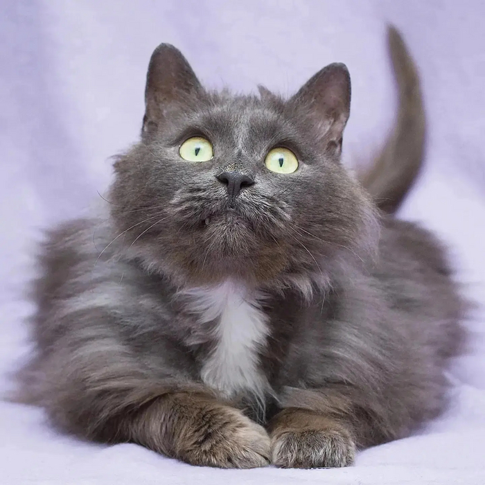 Стала ненужной в один миг Кот, Котята, Пушистые, В добрые руки, Волонтерство, Помощь, Помощь животным, Спасение, Спасение животных, Приют, Приют для животных, Домашние животные, Бездомные животные, Москва, Московская область, Без рейтинга, Длиннопост