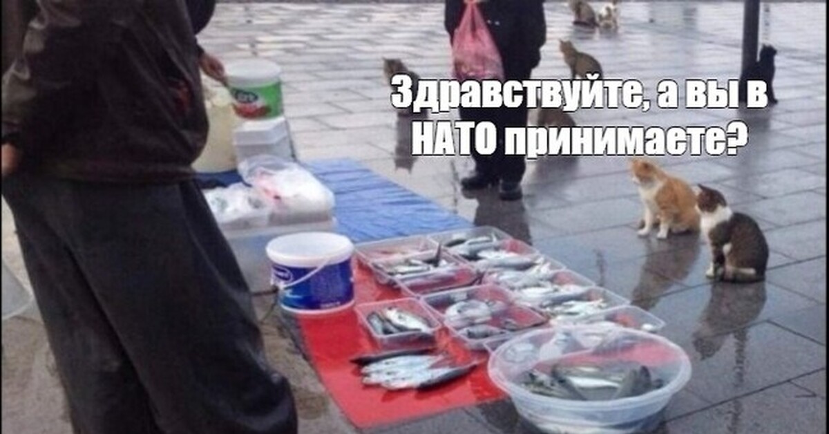 У рыбки опять понос картинка