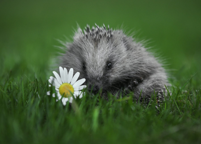 Ёжик и ромашка