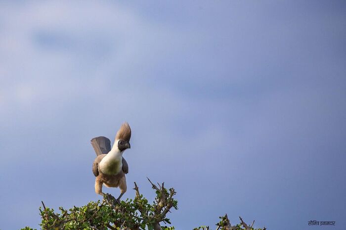 Белобрюхий бананоед