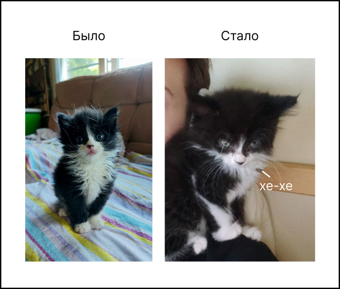 Жертва домашнего Василия