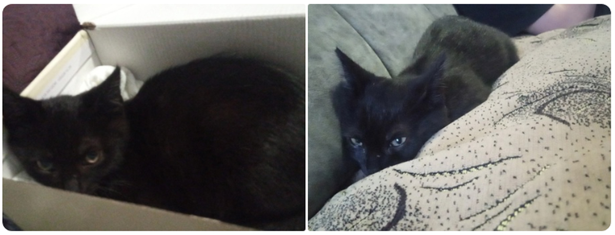 Обнинск. Срочно нужна передержка или новый дом для котёнка! | Пикабу