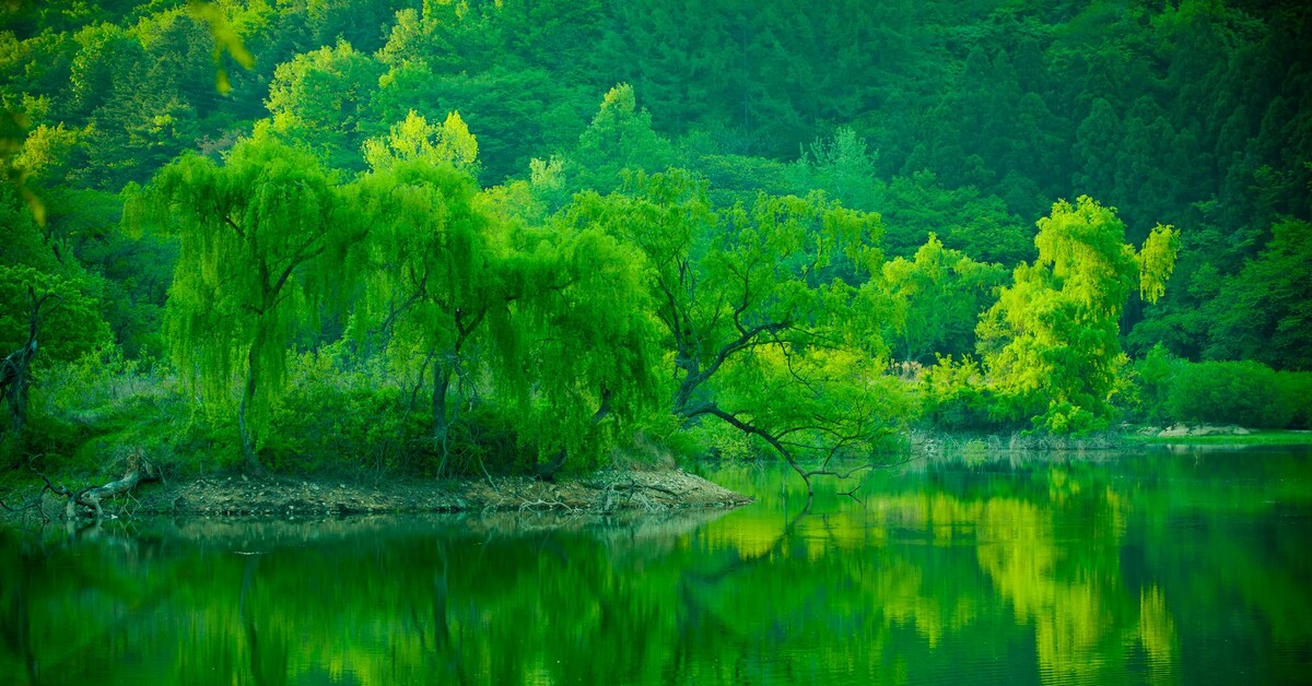 Яркий лес. Зеленая природа. Зеленый пейзаж. Природа в зеленых тонах. Пейзаж в зеленых тонах.