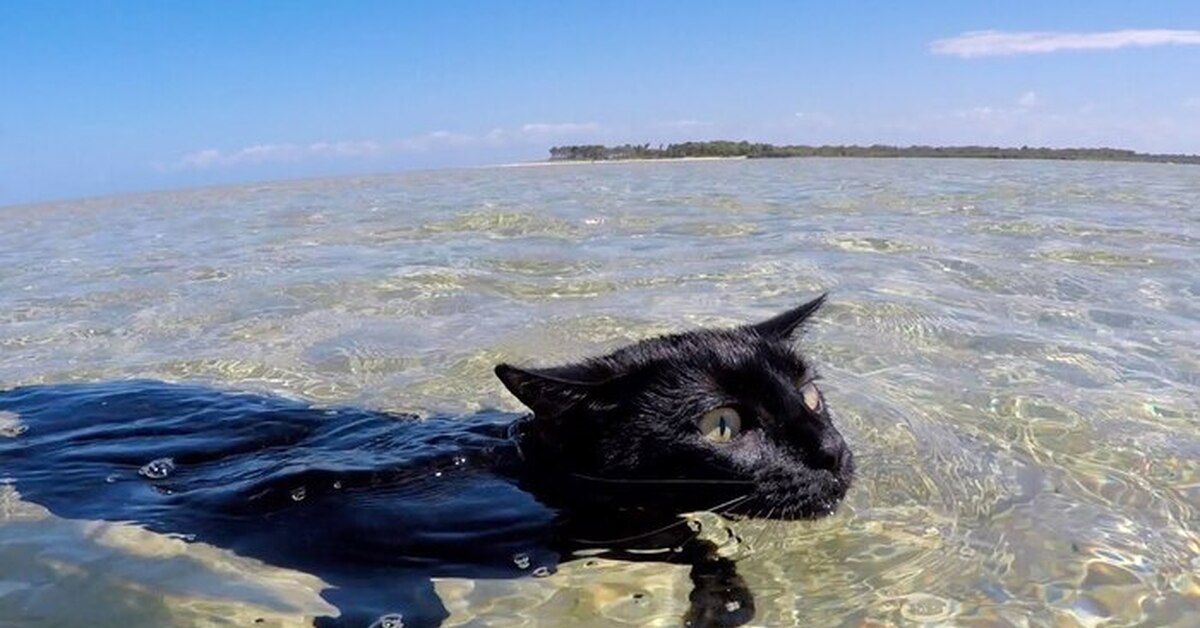 Кот плывущий по реке блог. Кот на море. Кот плавает в море. Кот плывет по течению. Кот плывет картинка.