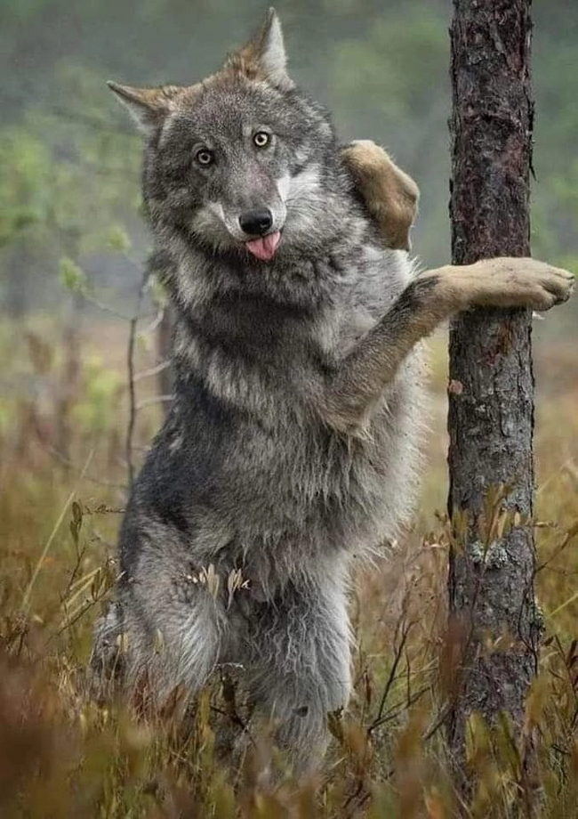 А у тебя точно толстенький бочок?