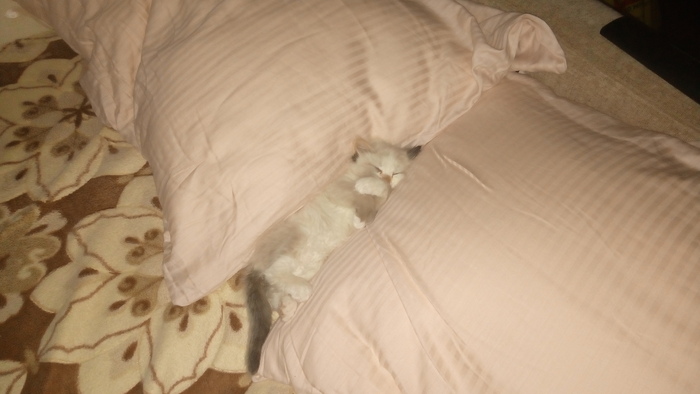 ������ ����� �����.)