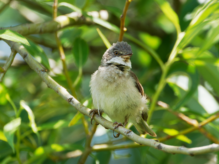 Серая славка