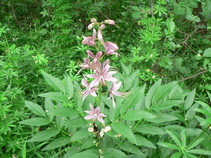 Как лечить ожог огонь травой. Мой опыт