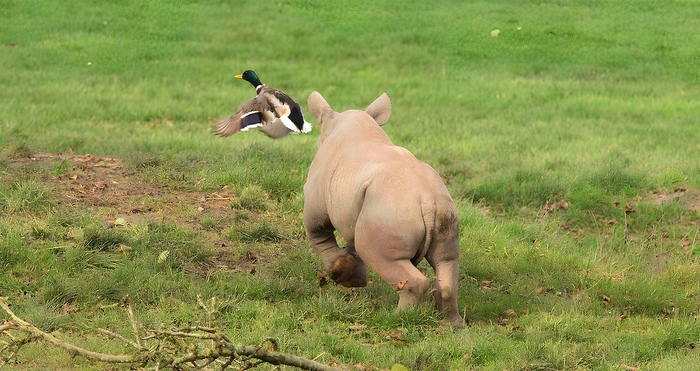 Не улетай! Давай поиграем!