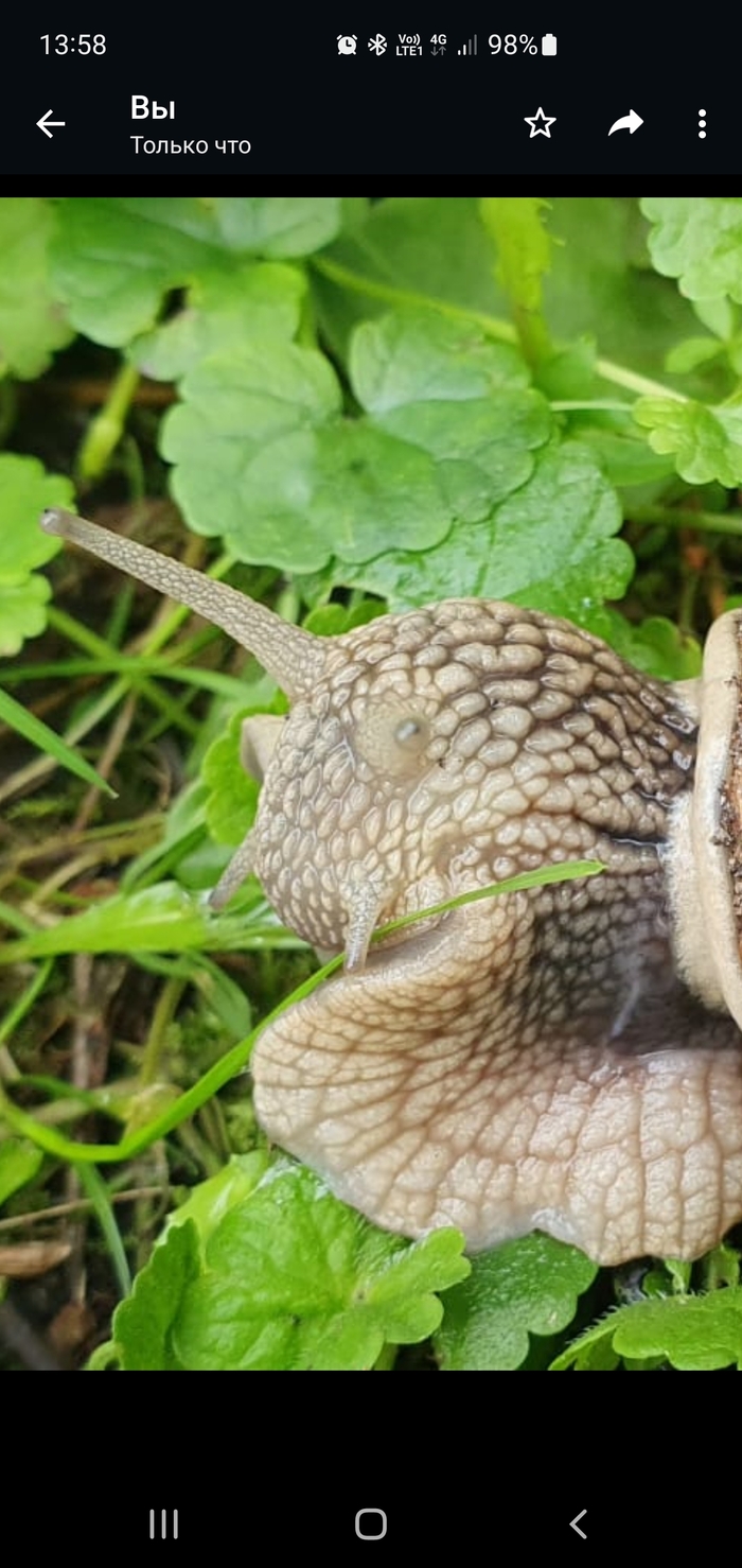 Инопланетянин