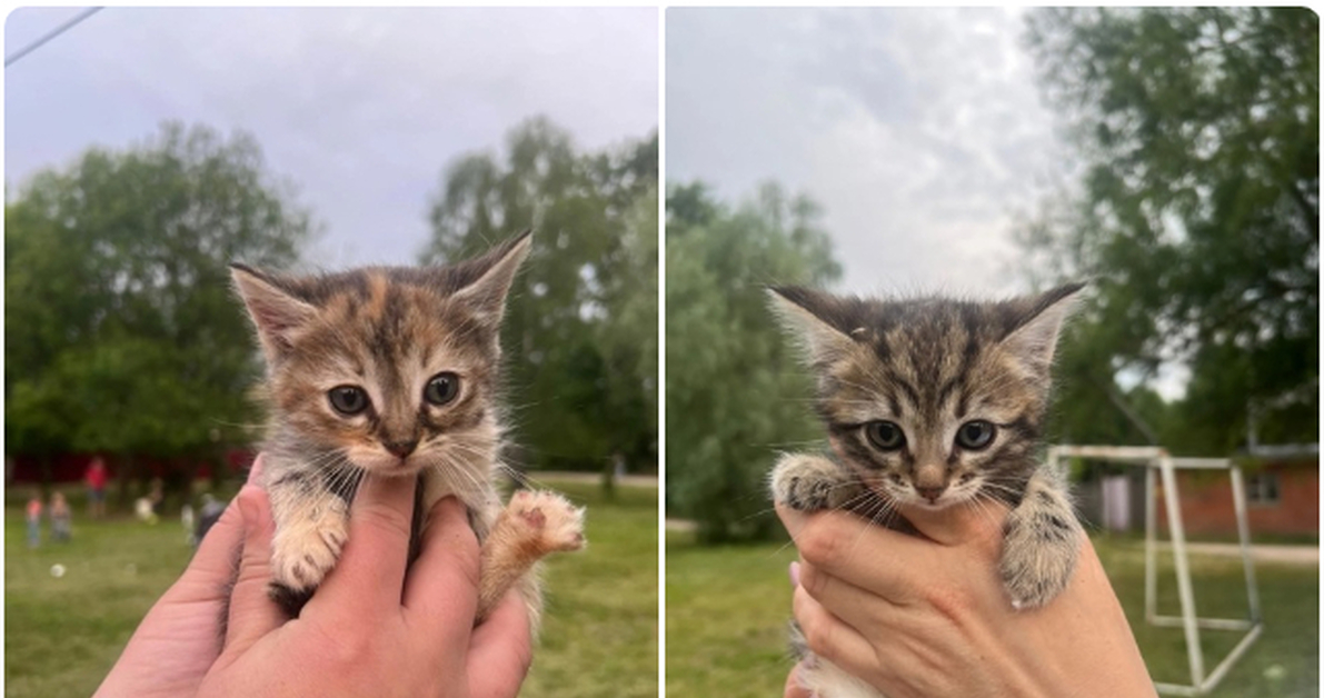 Как живут котята. Котенок решительный. Дружелюбные кошки. Хорошенький котенок. 10 Дневный котенок