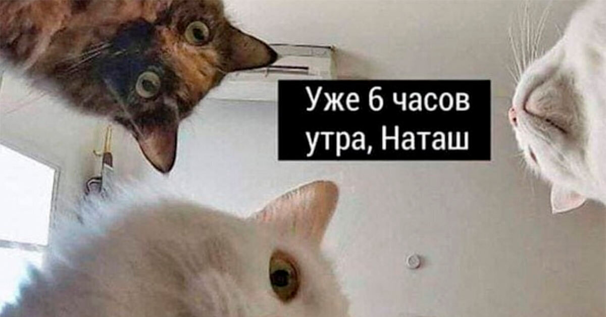 Наташа Ты Спишь Коты Картинки