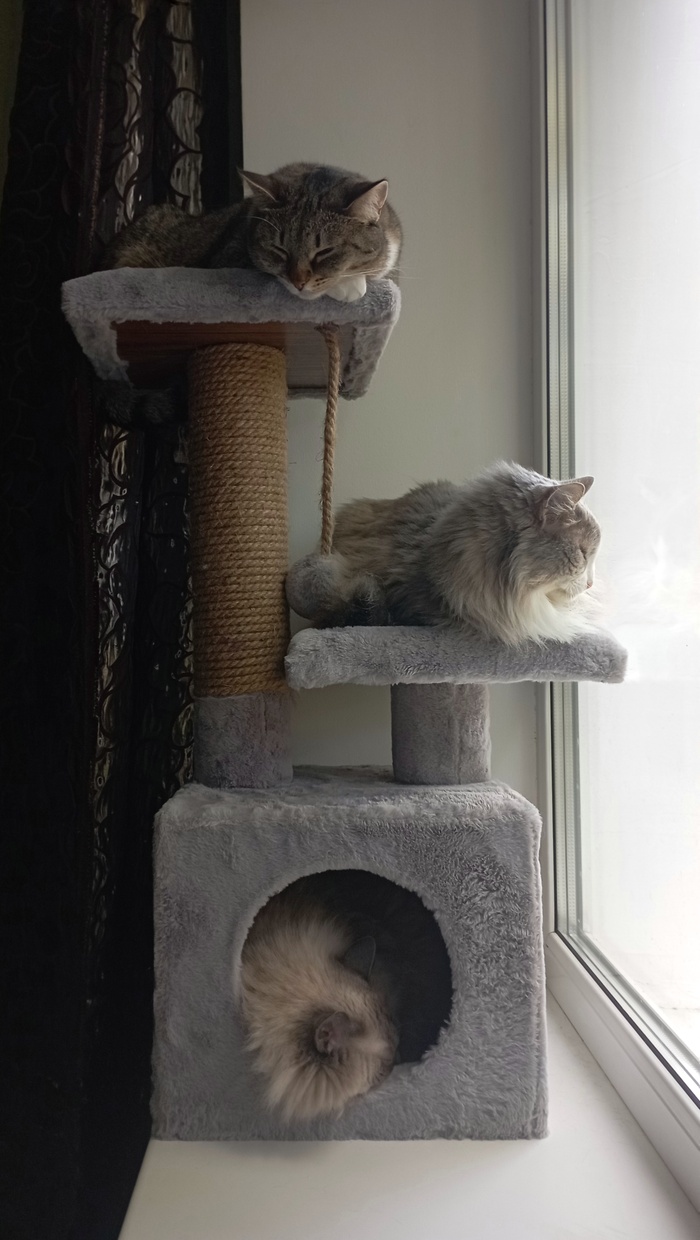 �������� ��� 37