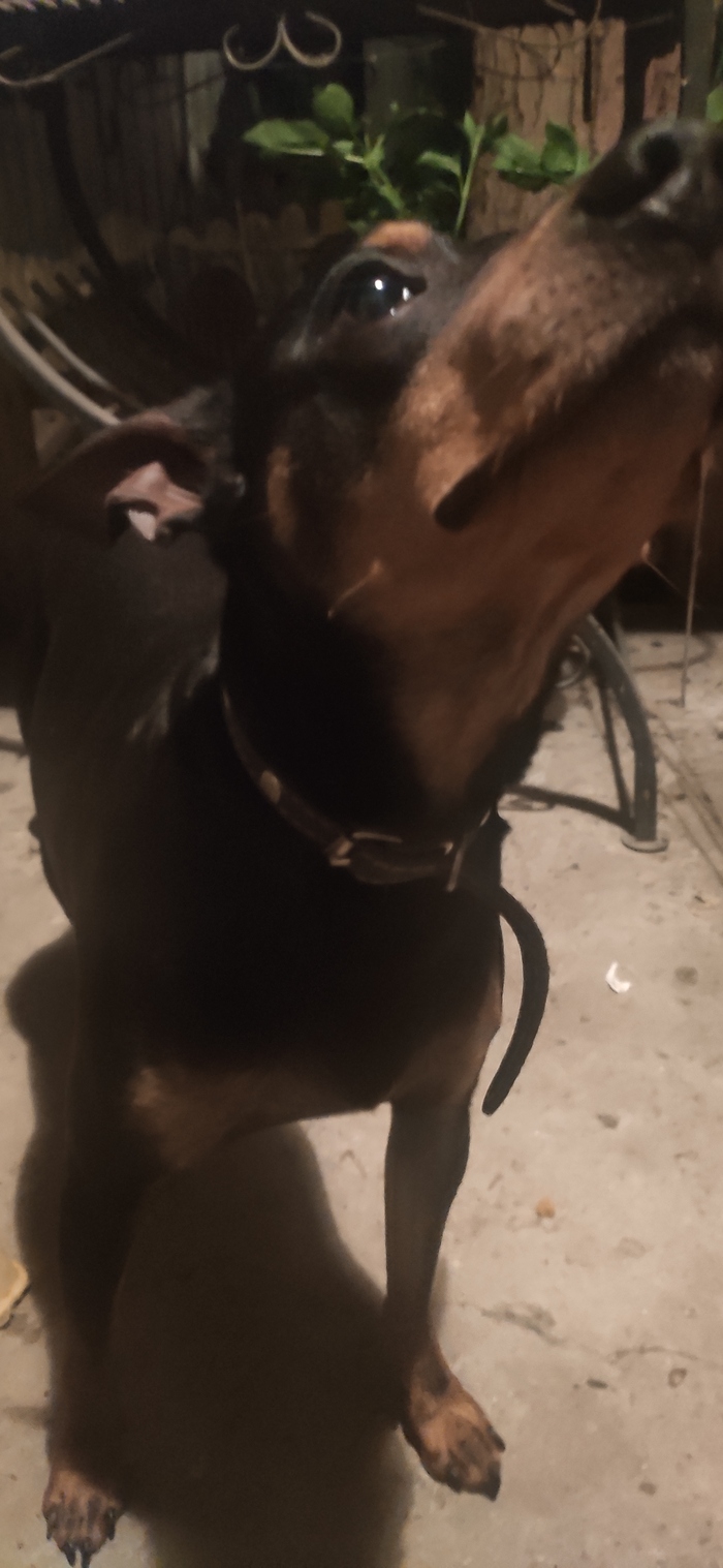 Найден пес карликовый пинчер | Пикабу