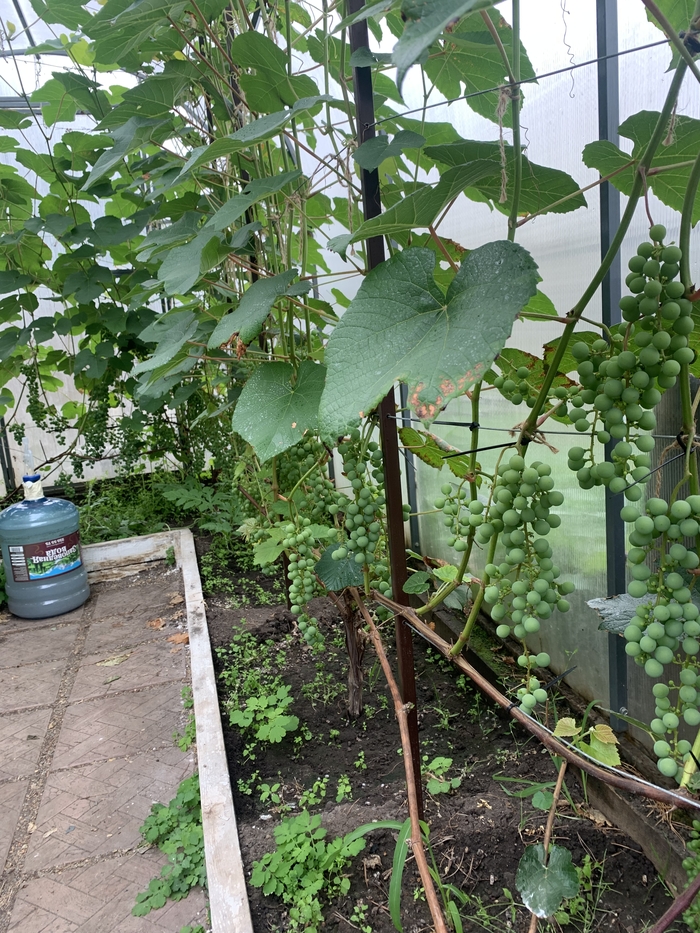 Виноград, год третий!!! Промежуточный отчет !!