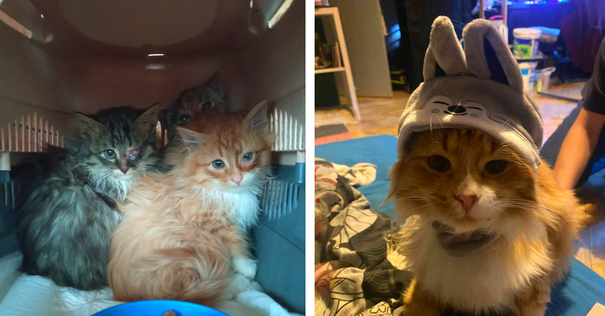 Пикабу animalrescueed