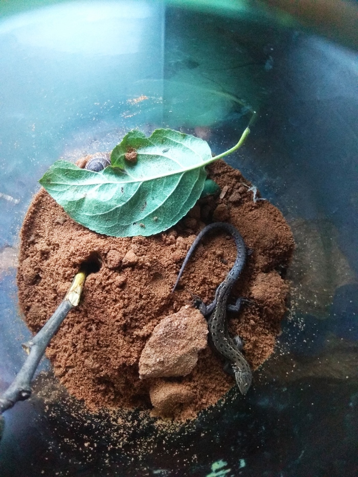 Генри из дома Тиги, от крови древних Фольтцвагенов, первый этого имени...