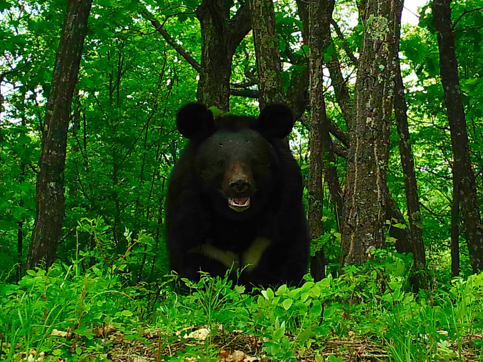 Вам улыбается гималайский миша