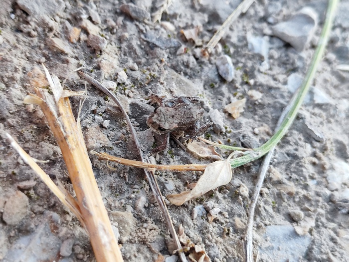 It is Wednesday, My mini-Dudes