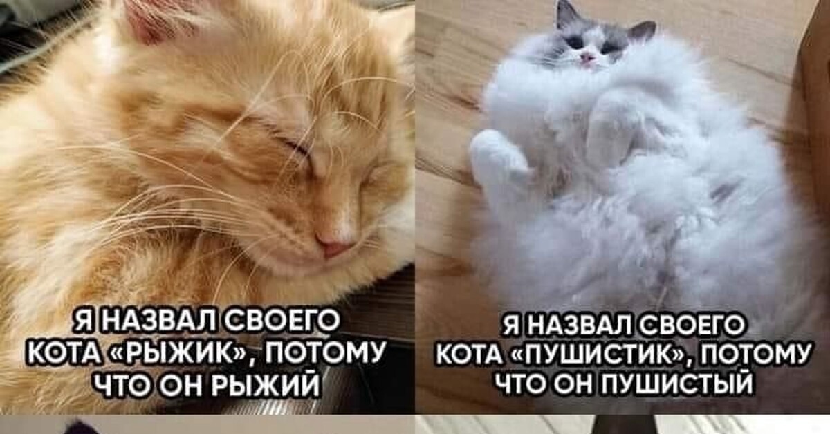 Включи на повтор котиков