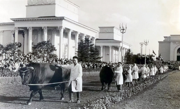 1953 -1954 гг. Воспоминания о жизни в СССР. 4-й курс, крым, работа на ВСХВ (ВДНХ) Прошлое, Память, Учеба, Всхв, 50-е, Выставка, Воспоминания, СССР, Целина, Крым, Бокс, Длиннопост