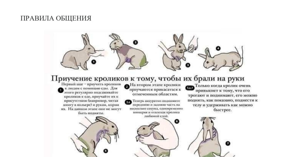 Можно ли кроликам клубнику. Как правильно брать кролика на руки. Можно ли брать кролика на руки. Информация о кроликах. Как правильно брать декоративного кролика на руки.