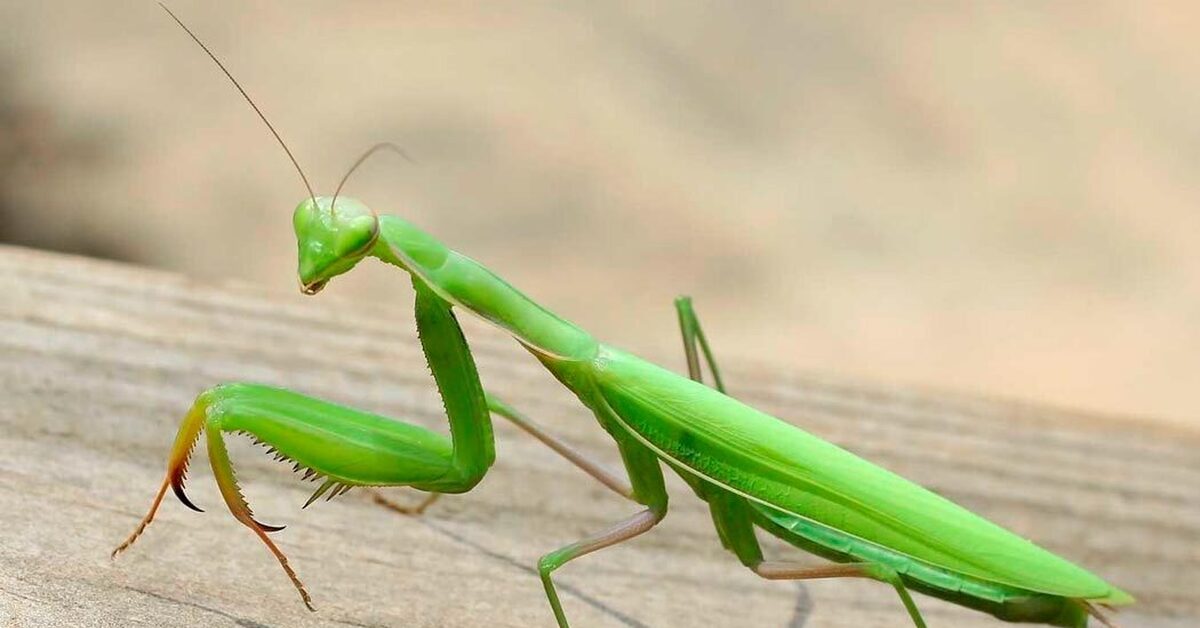 Каких цветов бывают богомолы. Богомол обыкновенный (Mantis religiosa). Богомол Pseudocreobotra wahlbergii. Богомолы Мантис зелёный. Отряд Богомоловые (Mantoptera).