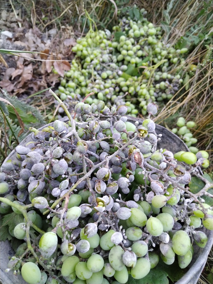 Кабздец урожаю винограда