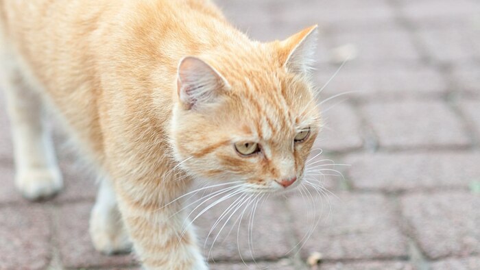 4. Амёба у доктора. Помощь братьям меньшим Авторский рассказ, Сказка, Длиннопост, Кот