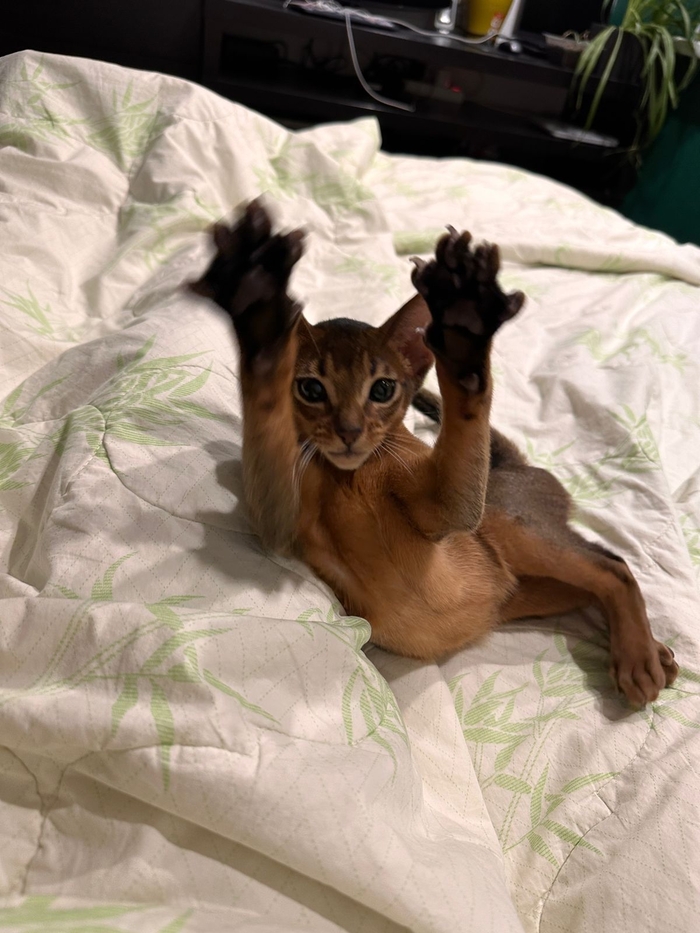 Репетируем устрашающую позу